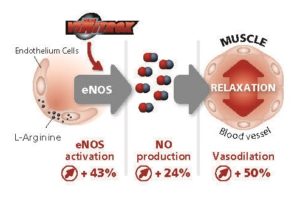 • eNOs activation by 43 % • NO production by 24 % • Vasodilation by 50 %